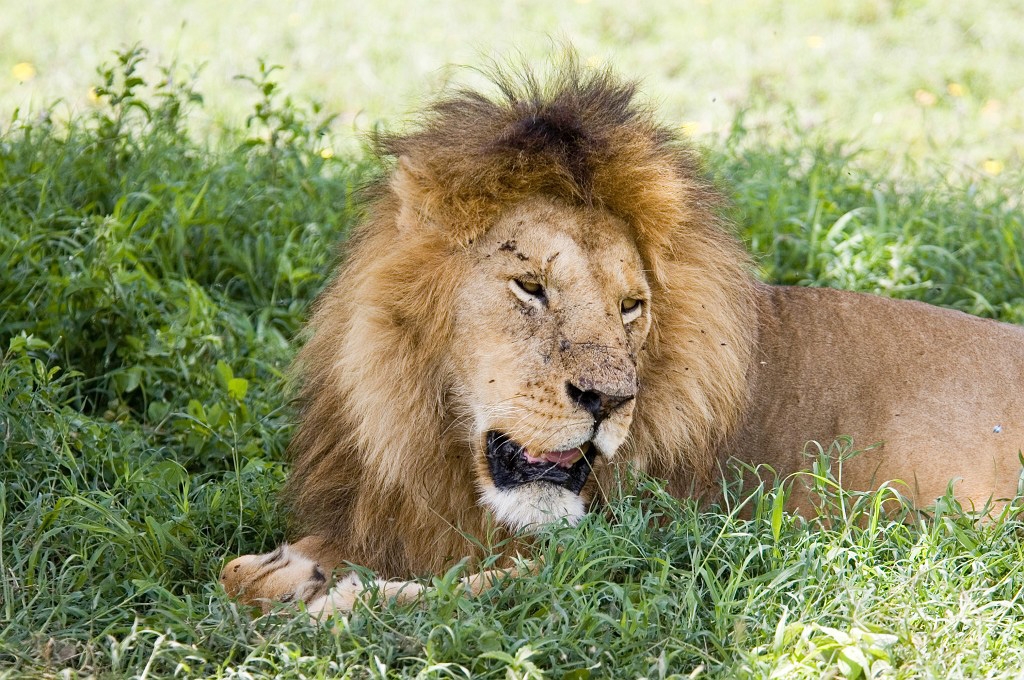 Ndutu Love han03.jpg - Lion (Panthera leo), Tanzania March 2006